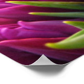 紫チューリップ ポスター (角)