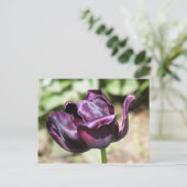 紫チューリップ ポストカード (スタンド正面)