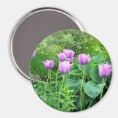 紫チューリップ マグネット (正面/裏面)