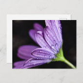 紫デイジー骨性花 ポストカード (正面/裏面)