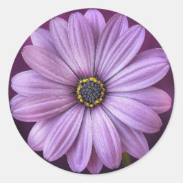 紫デイジー- ラウンドシール