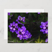紫トレーリングランタナ#1はがき ポストカード (正面/裏面)