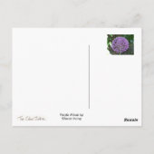 紫ネギ ポストカード (裏面)