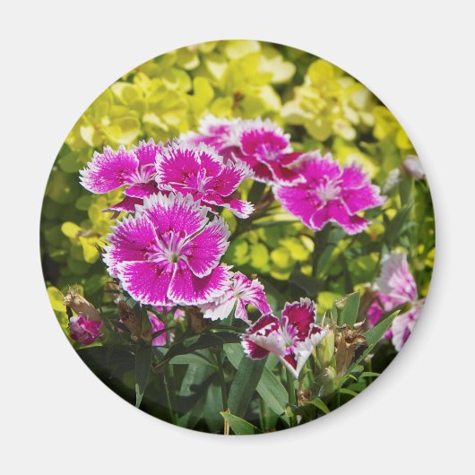 紫ピコテ磁石 マグネット (正面)