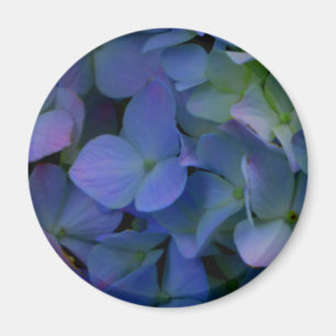 紫ピンクがかった青いアジサイの花フローラ マグネット