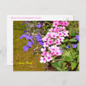 紫ピンク春の花葉書 ポストカード (正面/裏面)