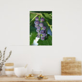 紫ブドウ ポスター (キッチン)