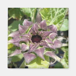 紫ユニークひまわり磁石 マグネット