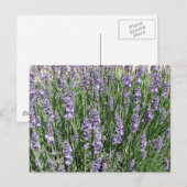 紫ラベンダーの喜び ポストカード (正面/裏面)