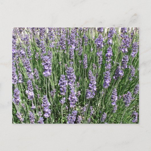 紫ラベンダーの喜び ポストカード (正面)