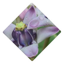紫冠の花