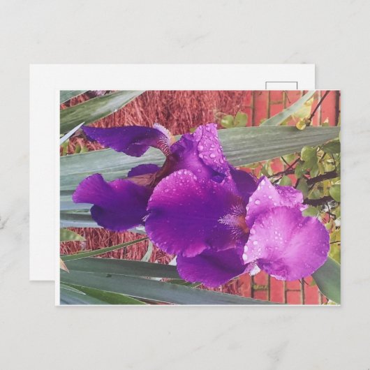 紫日本ののはがき ポストカード (正面/裏面)