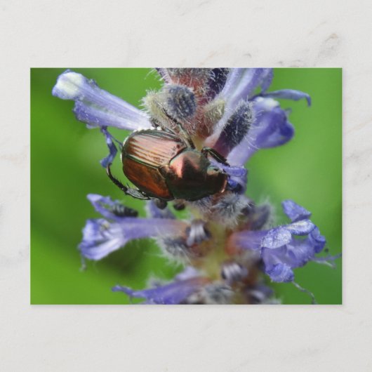 紫日本の矢頭花のカブトムシ ポストカード (正面)