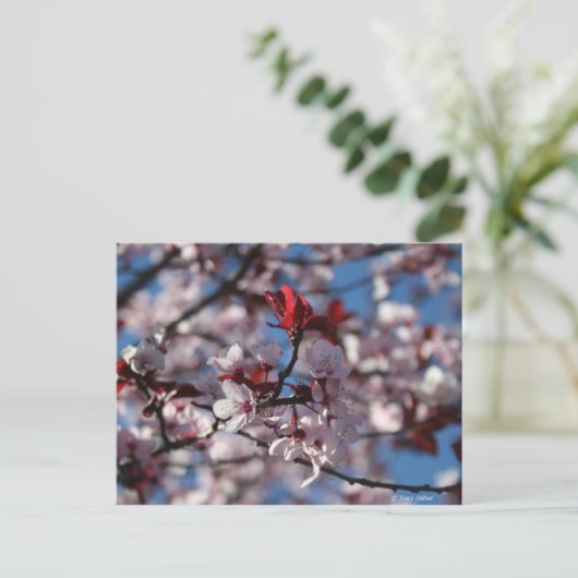 紫梅 ポストカード (スタンド正面)