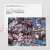 紫梅 ポストカード (正面/裏面)