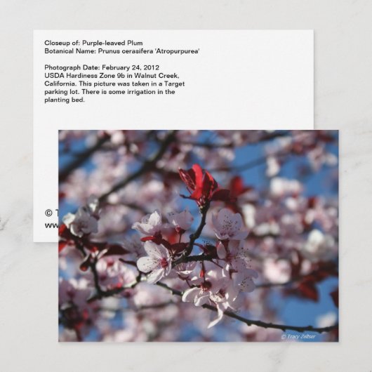 紫梅 ポストカード (正面/裏面)