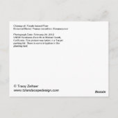 紫梅 ポストカード (裏面)