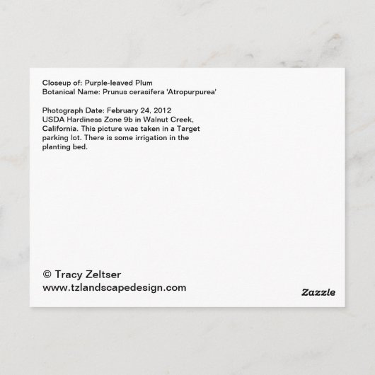 紫梅 ポストカード (裏面)