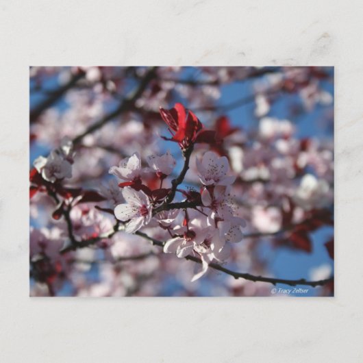 紫梅 ポストカード (正面)