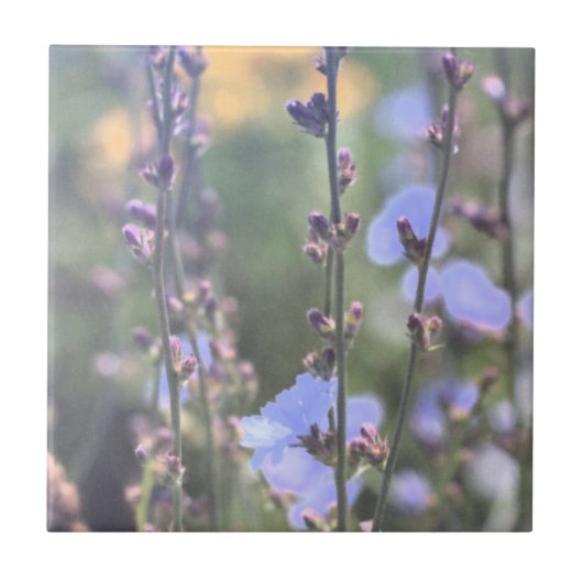 紫淡い色の色のチコリーの植物の花 タイル (正面)