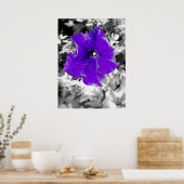 紫熱 ポスター (キッチン)