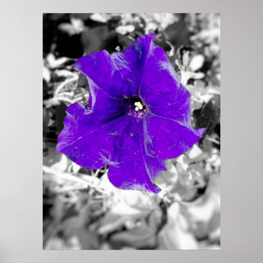 紫熱 ポスター (正面)