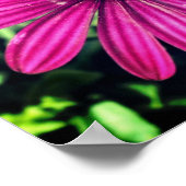 紫独身のアフリカデイジー花 ポスター (角)