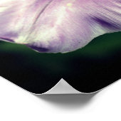 紫独身のチューリップ花弁クローズアップ ポスター (角)