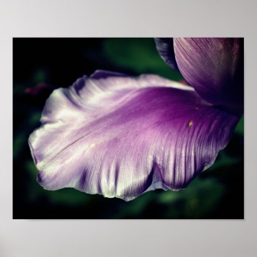 紫独身のチューリップ花弁クローズアップ ポスター (正面)