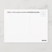 紫王室のと白のサボテン開花 ポストカード (裏面)