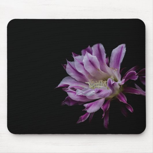 紫王室のと白のサボテン開花 マウスパッド (正面)