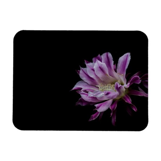 紫王室のと白のサボテン開花 マグネット (横)