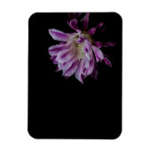 紫王室のと白のサボテン開花 マグネット (縦)
