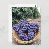 紫王室の葡萄 ポストカード (正面/裏面)