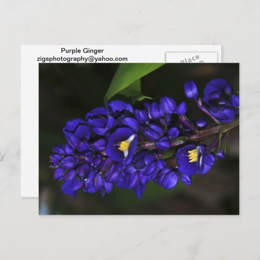 紫生姜 ポストカード (正面/裏面)