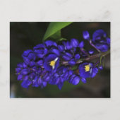 紫生姜 ポストカード (正面)