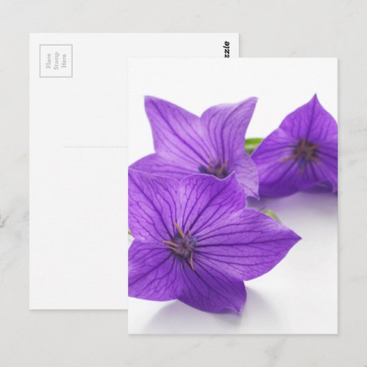 紫紅花 ポストカード (正面/裏面)