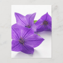 紫紅花 ポストカード