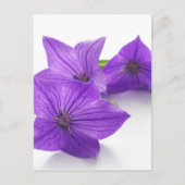 紫紅花 ポストカード (正面)