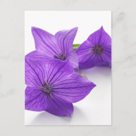 紫紅花 ポストカード (正面)