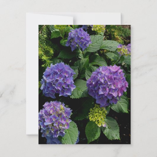紫紫エレガント紫マゼンタピンク花模様アジサイ サンキューカード (裏面)