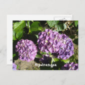 紫紫紫紫紫紫陽花 ポストカード (正面/裏面)