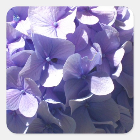 紫紫紫紫陽花 スクエアシール (正面)