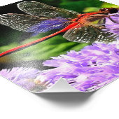 紫紫色の花の赤いトンボ フォトプリント (角)