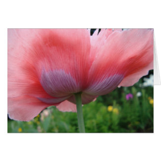 紫色およびピンク