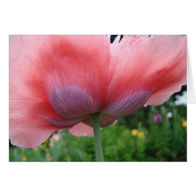 紫色およびピンク (正面横)