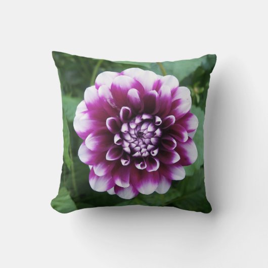紫色および白いダリア クッション (正面)