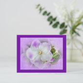 紫色および白のファンシーなアフリカバイオレット ポストカード (スタンド正面)