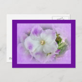 紫色および白のファンシーなアフリカバイオレット ポストカード (正面/裏面)