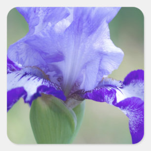 紫色および青の高い髭があるアイリス開花 スクエアシール